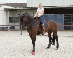 dressage horse Daiquiri Royal (Hanoverian, 2007, from Dancier)