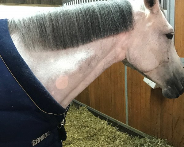 jumper Iblesse (Belgian Warmblood, 2008, from Tauber van het Kapelhof)