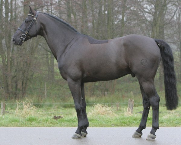 stallion Tauber van het Kapelhof (Belgian Warmblood, 1996, from Darco)