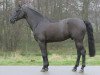 stallion Tauber van het Kapelhof (Belgian Warmblood, 1996, from Darco)