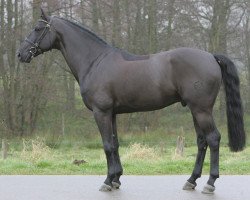 Deckhengst Tauber van het Kapelhof (Belgisches Warmblut, 1996, von Darco)