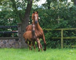 broodmare Lady Heida II (Oldenburg, 2001, from Landor S)