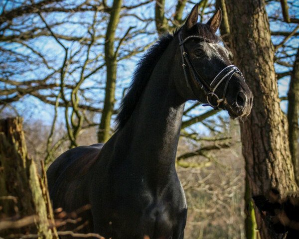 dressage horse Despina K (Hanoverian, 2011, from Desperados FRH)