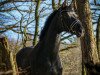 dressage horse Despina K (Hanoverian, 2011, from Desperados FRH)