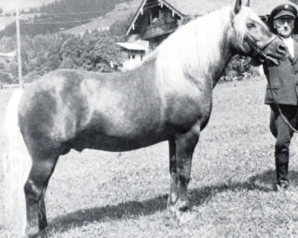 stallion 1656 Strom (Haflinger, 1949, from 128 Stromer)