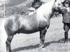 stallion 1656 Strom (Haflinger, 1949, from 128 Stromer)