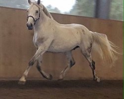 jumper Cuby (Oldenburg show jumper, 2006, from Cento)