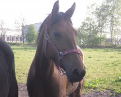 broodmare Wild Game (German Warmblood, 2005, from Wild Soul)