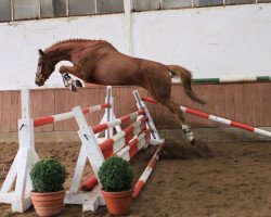 jumper Wallach von Grey Top/Glenfiddich (Hanoverian, 2013, from Grey Top)