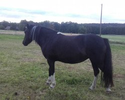 broodmare Calida (Shetland B (about 107-117), 2012, from Wilson HB 2)