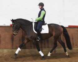 dressage horse Stute von Domherr/Samba Hit (German Sport Horse, 2013, from Domherr)