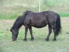 Zuchtstute Vita vom Quellenhof (Shetland Pony, 1992, von Sascha)