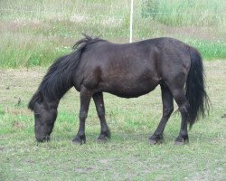 Zuchtstute Vita vom Quellenhof (Shetland Pony, 1992, von Sascha)