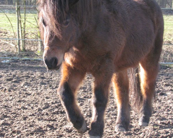 Pferd Ina (Shetland Pony, 2005, von Indigo)