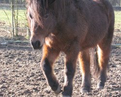 horse Ina (Shetland Pony, 2005, from Indigo)