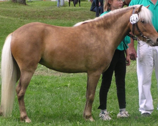 Zuchtstute Ninfa (Deutsches Classic Pony, 2002, von Brio)