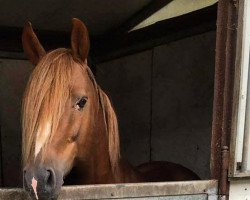 dressage horse Rochabilly (German Riding Pony, 2005, from Pernod)