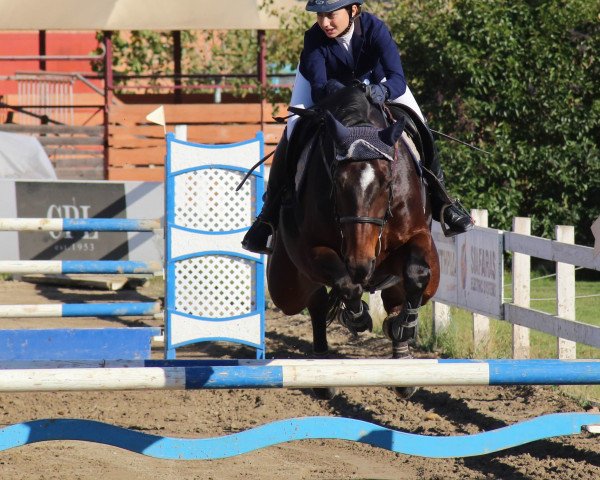 horse Chiga (Bulgarian Warmblood, 2008, from Charmed Z)