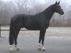 dressage horse Banderas (Oldenburg, 2013, from Bon Bravour)