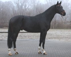 dressage horse Banderas (Oldenburg, 2013, from Bon Bravour)