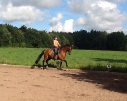 dressage horse Focus H (Saxony-Anhaltiner, 1998, from Farinelli)