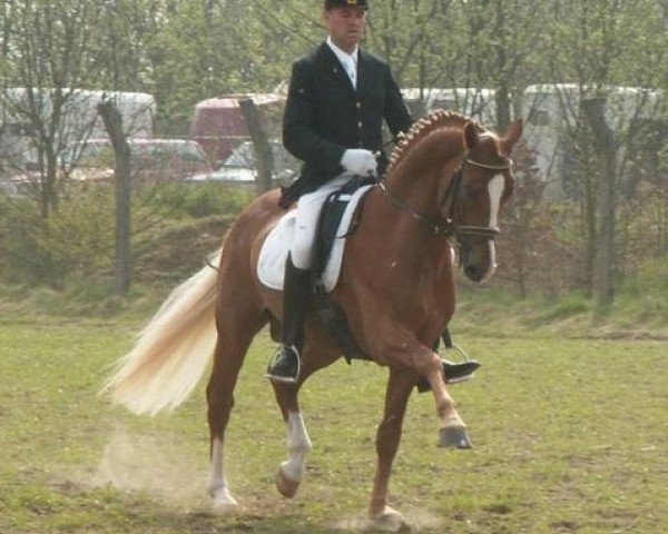 stallion Alabastro (Hanoverian, 2001, from Alabaster)