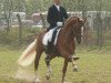 stallion Alabastro (Hanoverian, 2001, from Alabaster)