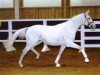 stallion Nice Dannon xx (Thoroughbred, 2008, from Sakhee xx)