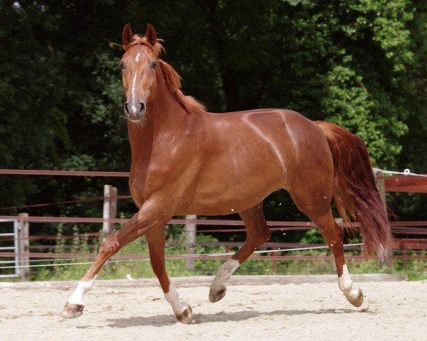 dressage horse Dana 431 (Westphalian, 2011, from Dankeschön)