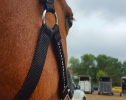 dressage horse Akiro N (German Riding Pony, 2004, from Avalon N)