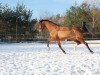 dressage horse Einer wie Keiner 5 (Westphalian, 2009, from Estobar NRW)