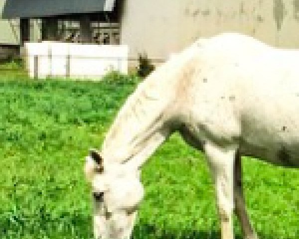 broodmare Pedence VDL (KWPN (Royal Dutch Sporthorse), 1997, from Corland)