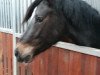 broodmare Vitchi Dayna (German Riding Pony, 2014, from Van Heinrich)