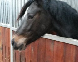 broodmare Vitchi Dayna (German Riding Pony, 2014, from Van Heinrich)