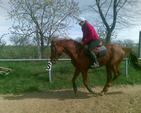 Springpferd Princ 9 (Tschechisches Warmblut, 2007, von Veneur du Luc)