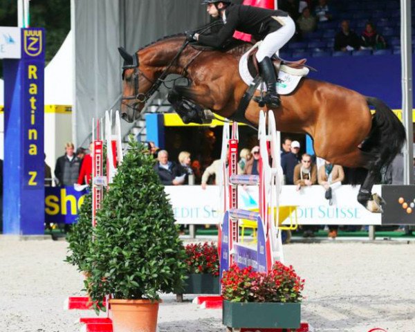 jumper Baltic VDL (Royal Warmblood Studbook of the Netherlands (KWPN), 2006, from Quincy)