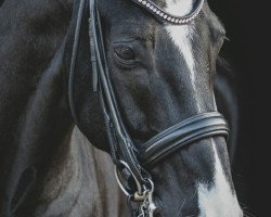 dressage horse Romantico 28 (Hanoverian, 2004, from Roman Lifestyle W)