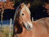 dressage horse Samira (Saxony-Anhaltiner Draughthorse, 2007, from Stresemann)