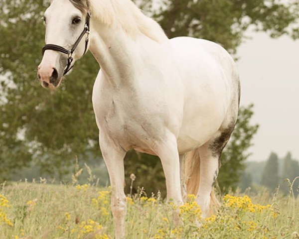 broodmare Lara C (German Warmblood, 2010, from Levkoi)