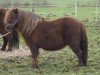 Zuchtstute Hanneke van de Zandkamp (Shetland Pony,  , von Winston L.H.)