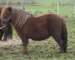 Zuchtstute Hanneke van de Zandkamp (Shetland Pony,  , von Winston L.H.)