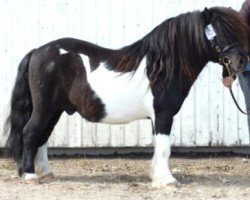 Deckhengst Stuart van de Zandkamp (Shetland Pony, 2002, von Kovin van Malang)