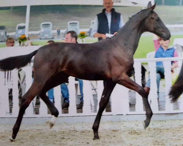 dressage horse Stute von Grey Flanell / Fürst Romancier (Oldenburg, 2015, from Grey Flanell)