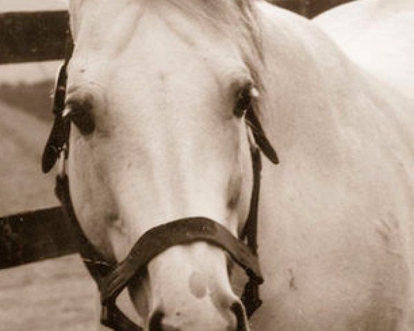stallion Bellypha xx (Thoroughbred, 1976, from Lyphard xx)
