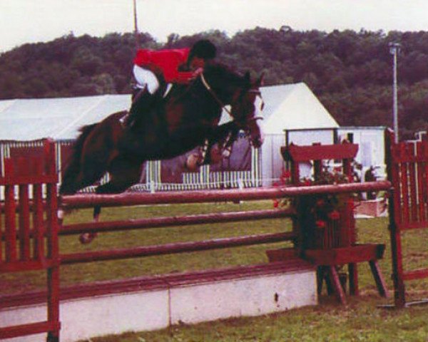 stallion Dancer Prince xx (Thoroughbred, 1985, from Bellypha xx)
