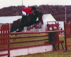 Deckhengst Dancer Prince xx (Englisches Vollblut, 1985, von Bellypha xx)