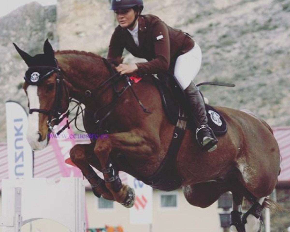 Springpferd Vivaldi D'Hyrencourt (Belgium Sporthorse, 2005, von Udancer Hero)