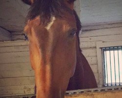 dressage horse Chelzea (Westphalian, 2010, from Chequille 2)