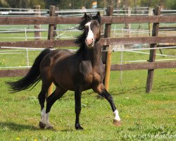 Deckhengst Newton Monthan (Deutsches Reitpony, 2006, von New Classico)