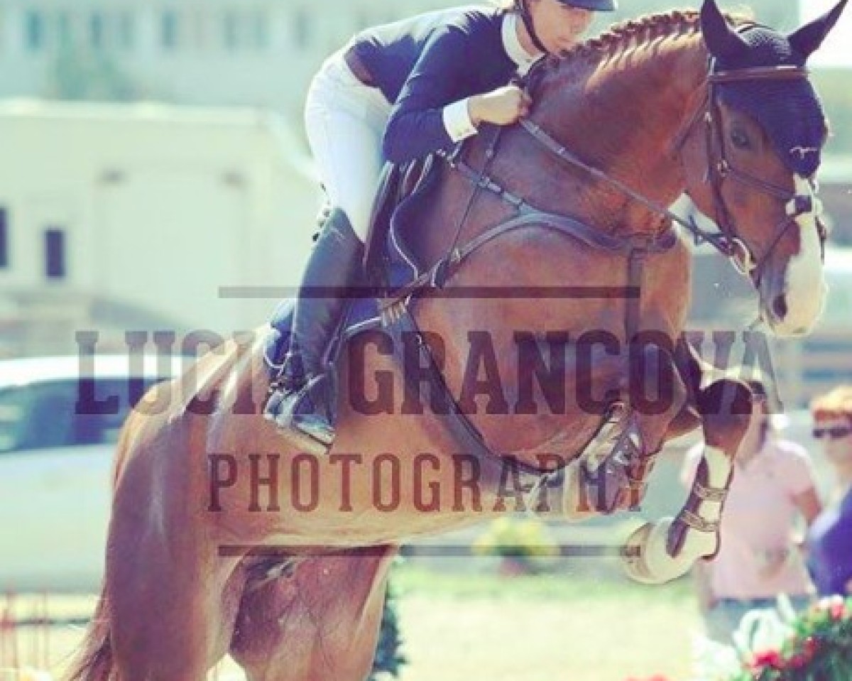 jumper Epyrusa H (KWPN (Royal Dutch Sporthorse), 2009, from Zirocco Blue)